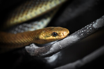 Portrait of a snake. Reptile close-up.

