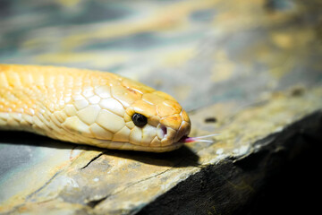 Portrait of a snake. Reptile close-up.
