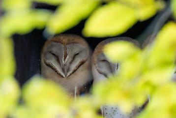 Two barn owls sit in the tree. Tyto alba.
