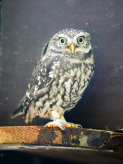 Portrait of a little owl. Bird in close-up. Athene noctua.
 Owl of Athena, owl of Minerva.