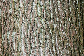Bark of a common oak close-up. Tree background.
