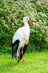 Portrait of a white stork on a green meadow. Bird in natural habitat.
