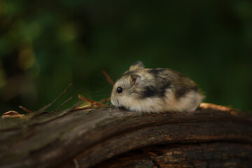 Naklejka na ściany i meble Dwarf hamster in the garden. Close up.