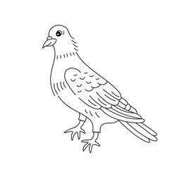 Vector isolated one single pigeon bird stand full body side view colorless black and white contour line easy drawing