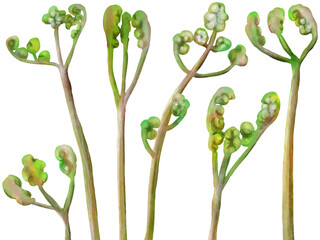 わらびのイラストセット