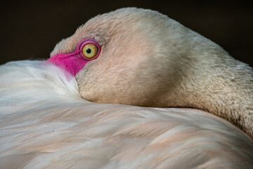 Fototapeta premium The American flamingo (Phoenicopterus ruber) is a large species of flamingo native to the West Indies, northern South America