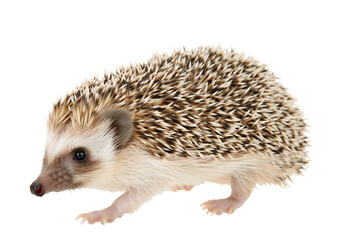 European hedgehog full body, isolated on transparent background