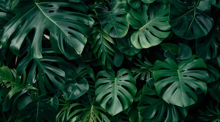 Lush Monstera Leaves in Dense Tropical Jungle Background