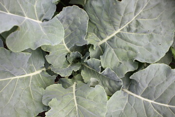 green cabbage plant growing in the garden