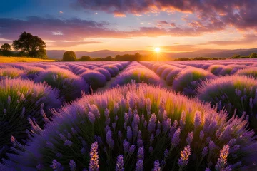 Gartenposter The landscape of lavender blooms in a field © RORON