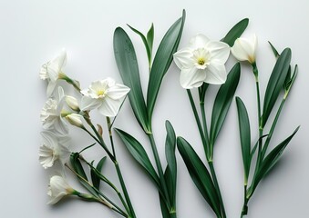 Fr&uuml;hlingsnarzissen