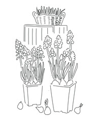 One line vector drawing of blooming muscari in a pot - obrazy, fototapety, plakaty