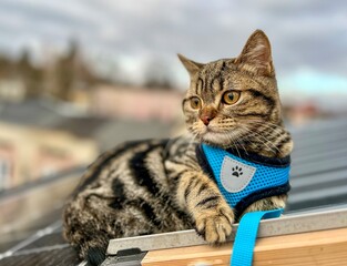 Cute tabby cat with blue collar on the roof of the house looking down 