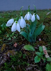 snowdrop