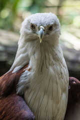 The brahminy kite (Haliastur indus), also known as the red-backed sea-eagle in Australia, is a medium-sized bird of prey in the family Accipitridae