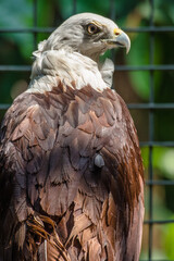 The brahminy kite (Haliastur indus), also known as the red-backed sea-eagle in Australia, is a medium-sized bird of prey in the family Accipitridae