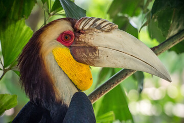 The hornbills (Bucerotidae) are a family of bird found in tropical and subtropical Africa, Asia and Melanesia. They have a long, down-curved bill which is often brightly colored and sometimes has a bo - obrazy, fototapety, plakaty