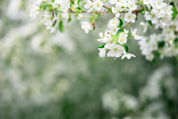 a branch of white apple blossoms on a blurred background