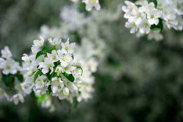 apple blossoms on the branches of a tree in the spring flowering time