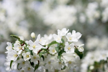 a lot of flowers on an apple tree branch during spring