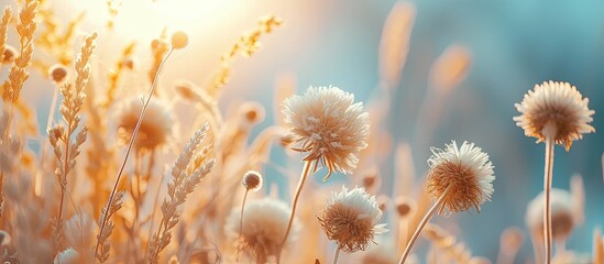 A multitude of beautiful dried flowers scattered across the green grass, with a soft focus and backlight creating a dreamy atmosphere.