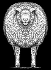 Vintage engraving isolated lamb set illustration ram ink sketch. Farm animal sheep background mutton silhouette art. Black and white hand drawn image