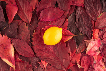 one yellow lemon on a background of red leaves
