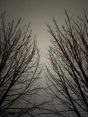 Obraz premium In this striking photograph, the branches of a tree take on an otherworldly and metal-inspired demeanor, resembling the iconic avatar of a metal band.Nature seems to echo the aesthetics of heavy metal