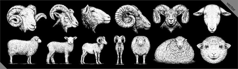 Vintage engraving isolated lamb set illustration ram ink sketch. Farm animal sheep background mutton silhouette art. Black and white hand drawn vector image © Turaev