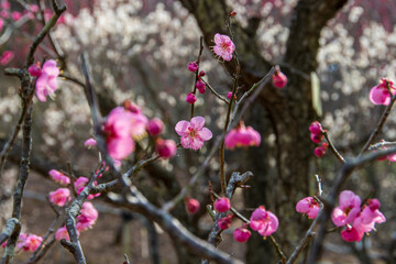 梅の花がポツポツと咲いている