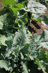 green cabbage plant growing in the garden