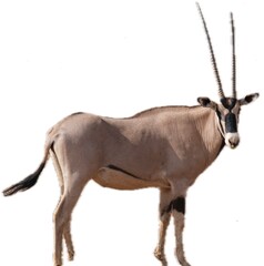 Oryx looking at the camera, isolated on white