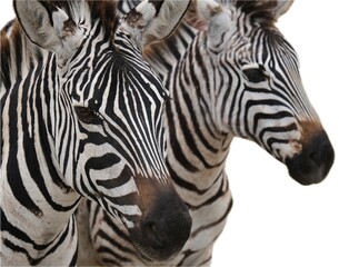 Fototapeta na wymiar Close up on two zebra faces, isolated on white