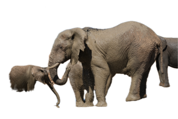 Elephants swinging its. trunk, with. other elephants in the back, isolated on white