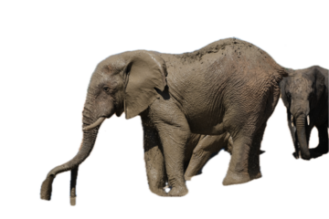 Elephant, isolated on white