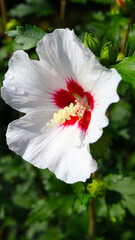 Close-up of Hibiscus syriacus with a green background