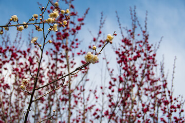 赤い梅の花が咲いている