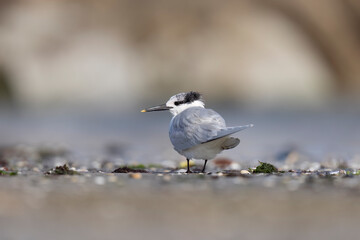 Bird, the Sandwich tern (Thalasseus sandvicensis), on the beach.
