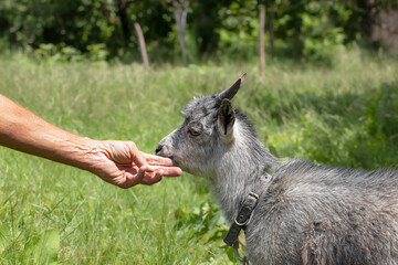 Funny portrait of a little goat on rural farm, livestock. Little goat grassing on green summer meadow at village countryside.Mammal animals outdoors.