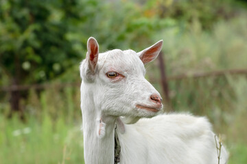 Obraz premium Funny portrait of a little goat on rural farm, livestock. Little goat grassing on green summer meadow at village countryside.Mammal animals outdoors.