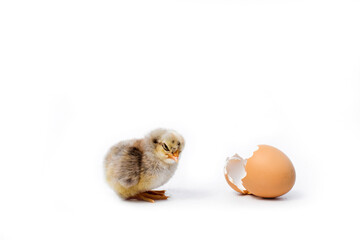 Just hatched chicken and Easter eggs isolated on white background.Selective focus, copy space.