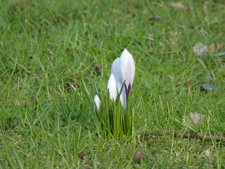 Graßwiese Frühling weißer Krokus Zoom Close-Up