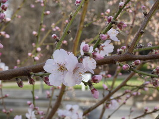 Blühende Kirsche in Frühling, Blumen auf dem Zweig, Close-Up