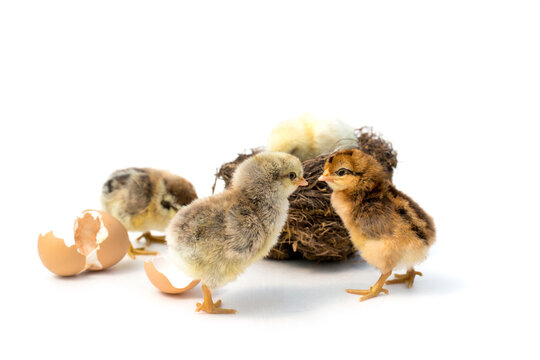 Just hatched chicken and Easter eggs isolated on white background.Selective focus, copy space.