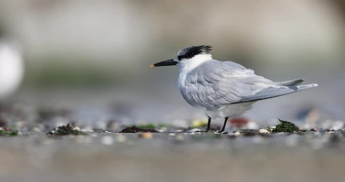 Bird, the Sandwich tern (Thalasseus sandvicensis), on the beach.