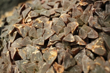 Closeup of a desert succulent plant.