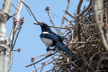 Low angle view of oriental magpie nesting on tree against sky