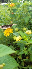 kupu kupu di bunga kuning