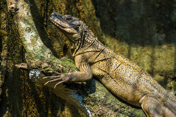 The Moluccan sail-finned lizard or Ambon sailfin dragon (Hydrosaurus amboinensis) is a large agamid lizard native to moluccas or Maluku Islands in Indonesia
