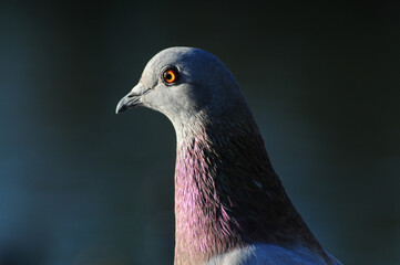 Close-up of a rock pigeon with iridescent plumage and orange eye, commonly seen in urban...